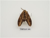 藏品(峭舟蛾屬)的圖片